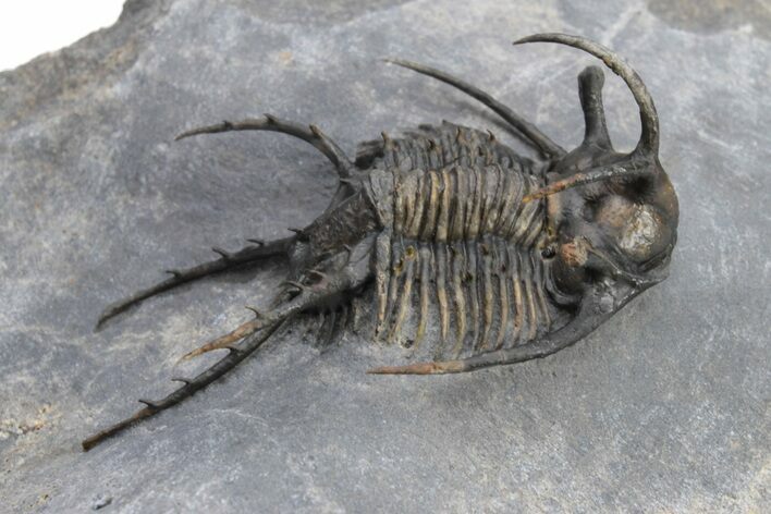 Ceratarges Trilobite With Secondary Spines - Top Quality #226081